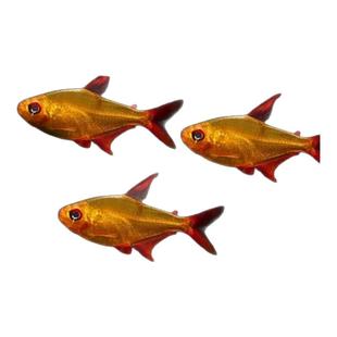 南美灯科鱼甜心柠檬电光毒药红月可卡魔鬼热带观赏水草缸群游活体