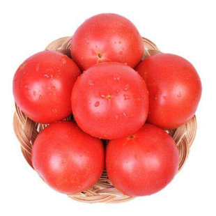 毛粉802番茄种子大果西红柿种籽子四季老品种蔬菜苗秧孑秧苗