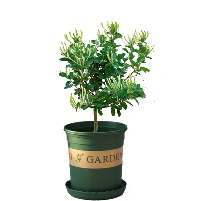 四季开花金银花树耐寒盆栽阳台