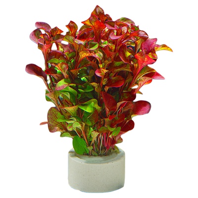 好养水草鱼缸造景种植环水草