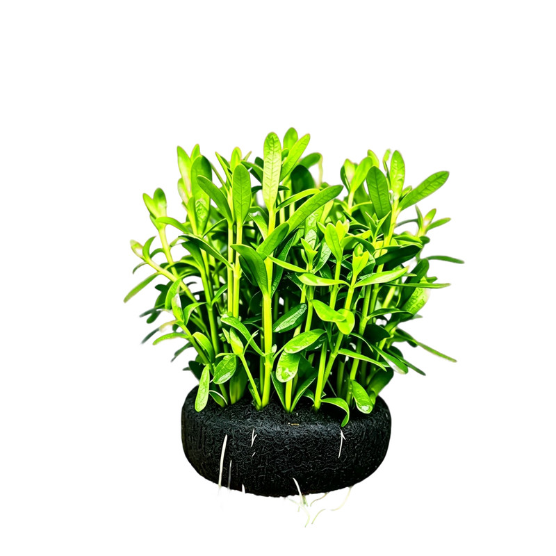 小对叶水草植物真草鱼缸水草造景水草