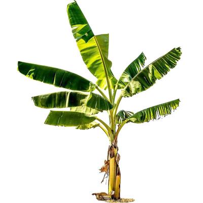 庭院大型绿植花卉芭蕉苗 北方耐寒观赏芭蕉树苗盆栽大叶植物盆景