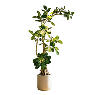 网红孟加拉榕盆栽大型绿植黄金榕高山榕树室内客厅落地橡皮面包树