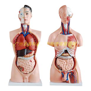 人体解剖模型器官可拆卸医学教学心脏内脏模型玩具躯干系统结构图