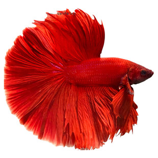 曼尾纱泰国斗鱼观赏鱼苗活体小型宠物热带淡水半月婚纱鱼好养耐活