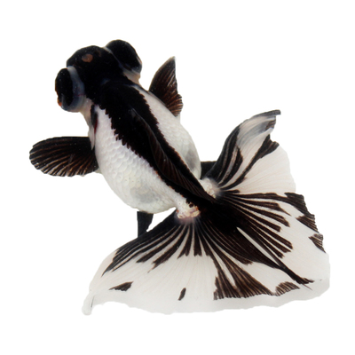 蝶尾金鱼活鱼精品熊猫包金十二红黑白好养耐活淡水新手龙睛观赏鱼