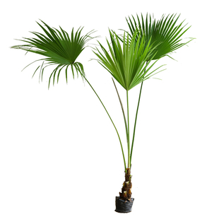 大叶蒲葵绿植室内大盆栽客厅落地庭院造景耐寒好养办公室大型植物