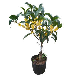 桂花盆景金桂盆栽丹桂绿植四季桂树苗日香桂嫁接沉香桂花带八月花