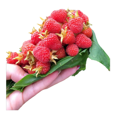 朗诗尼树莓苗原土带叶盆栽地栽