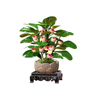 小盼菩提盆景带果菩提树盆栽中式禅意桌面摆件室内创意好养绿植物