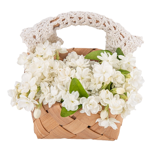 海蒂的花园旗舰店茉莉花盆栽多年生阳台庭院花卉室内绿植开花花苗