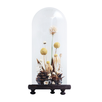 种籽造物植物标本穿越时空的祝福