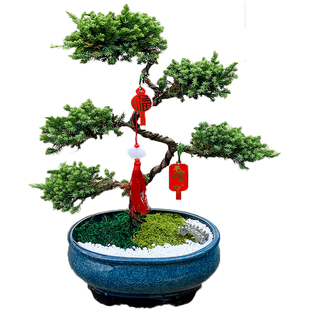 五层塔松盆栽绿植盆景室内好养活植物珠海送长辈寿礼开业乔迁礼物