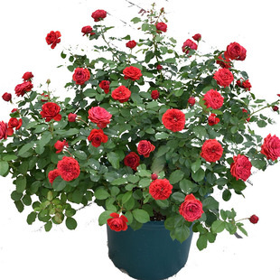 1998年法国François Rabelais大地主拉伯雷阳台盆栽红色玫瑰月季