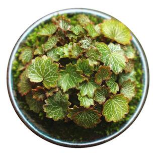 姬虎耳草迷你袖珍绿植微景观盆栽假山雨林缸造景掌上桌面山野草花