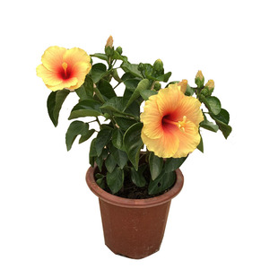 丹麦木槿四季开花重瓣耐寒扶桑花木槿花进口花苗盆栽绿植单瓣阳台