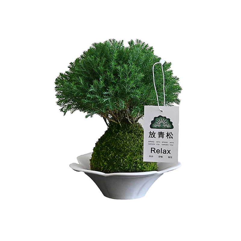 【放轻松】雾凇苔藓球盆栽侘寂风室内办公桌面创意解压绿植小摆件