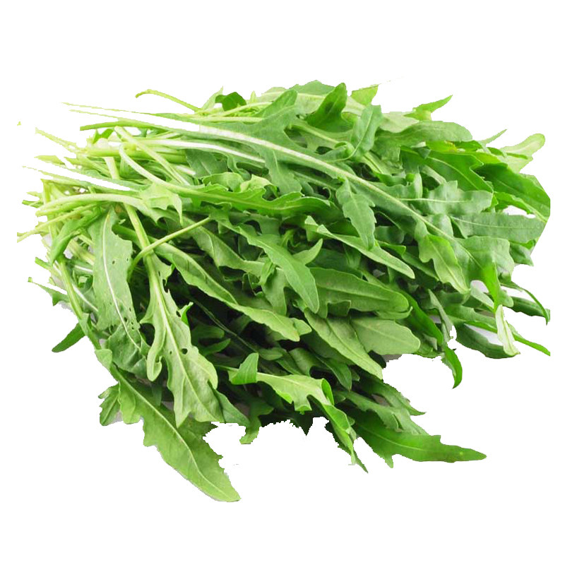 蔬菜山东芝麻阳台盆栽包邮香菜