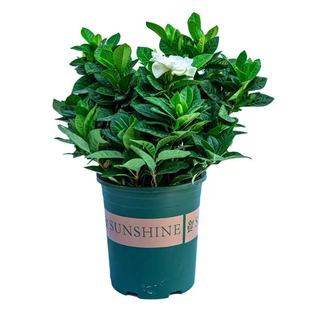 栀子花盆栽带花苞树苗室内客厅阳台好养多季开花植物浓香花卉绿植