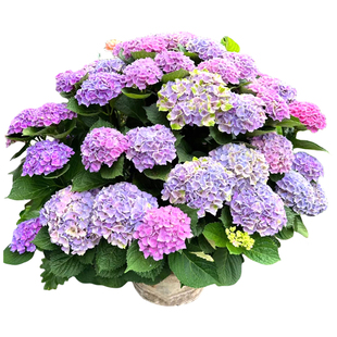 绣球花苗盆栽四季好养无尽夏大盆栽带花苞冬季耐寒花卉植物室内花