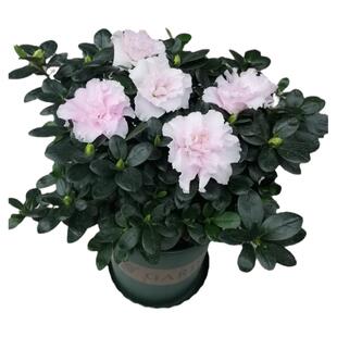 永福花乡园艺 比利时杜鹃 杜鹃花盆栽 杜鹃花苗 白杜鹃 重瓣 粉色