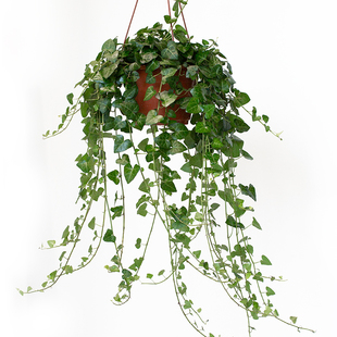 常春藤吊兰垂吊植物室内壁挂绿植挂墙盆栽藤蔓垂钓常青藤