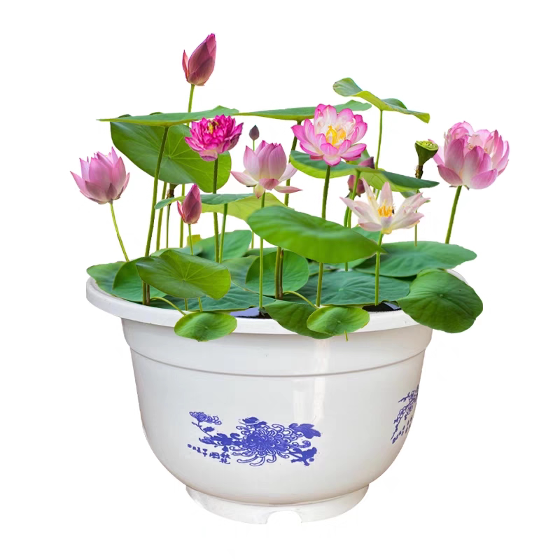 七彩碗莲水培植物荷花盆栽已开口水生植物