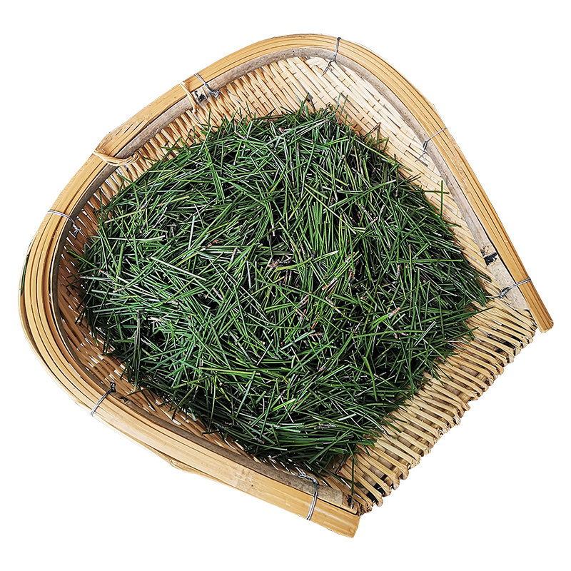 秦岭野生天然松针茶新鲜