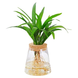 小棕竹水培招财室内水养绿植办公室桌面好养活小盆栽耐阴观叶植物