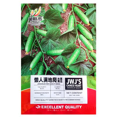 懒人满地爬水果黄瓜四季播种蔬菜