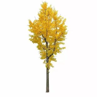 中华金叶榆树苗别墅庭院大型耐寒风景绿化树白榆黄金榆苗榔榆垂榆