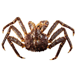 北京闪送4-8斤1只俄罗斯进口鲜活帝王蟹大螃蟹皇帝蟹海鲜水产