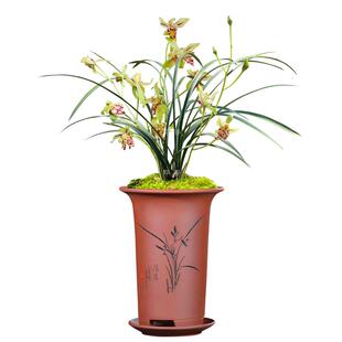 华香园兰花 梨山狮王 建兰奇花 浓香型兰花苗 室内外绿植花卉盆栽