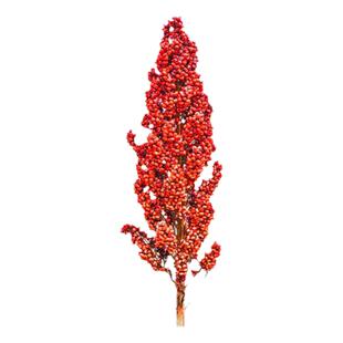 红高粱种子种籽红缨子红糯矮杆高产大田抗旱抗涝五谷杂粮酿酒孑