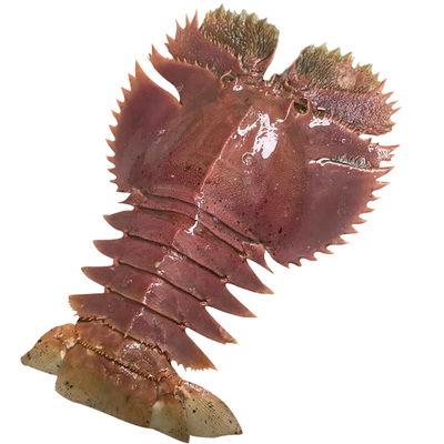 琵琶虾 东海海捕活琵琶虾九齿扇虾虾姑排 三斤装