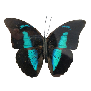 古靴蛱蝶真蝴蝶标本未展翅原蝶成品装框礼物展示相框摆件