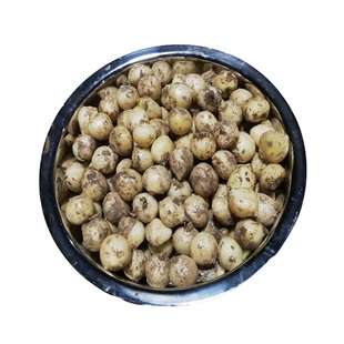 野菜小根蒜种子野韭葱野葱野蒜籽春四季阳台盆栽大脑瓜孑蔬菜种籽