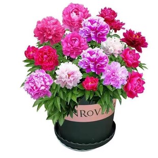 重瓣芍药花苗带芽根块四季花卉多年生阳台庭院花芍药根块耐冻盆栽