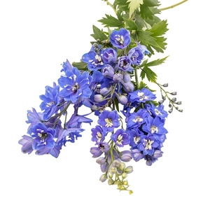 进口大飞燕草种子神秘之水中度蓝白芯魔法喷泉宿根多年生盆栽秋播