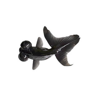 金鱼活体黑龙睛观赏鱼活体小金鱼冷水鱼金鱼苗好养耐活小型宠物鱼