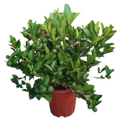 带果小青桔盆栽耐寒好养可食用