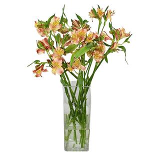 水仙百合六出花鲜切花云南斗南花卉基地直发家庭水养鲜花插花