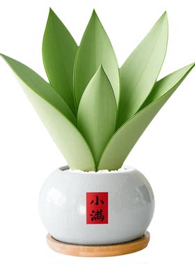 白玉虎皮兰绿植盆栽室内植物名贵稀有品种客厅办公室桌面盆景花卉