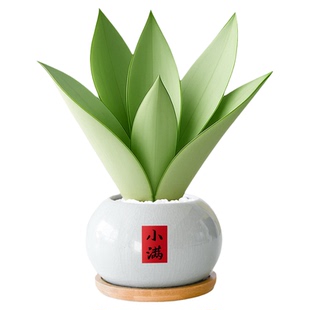 白玉虎皮兰绿植盆栽室内植物名贵稀有品种客厅办公室桌面盆景花卉