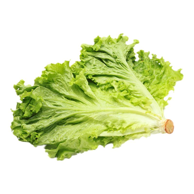 新鲜绿珊瑚500g绿毛罗莎生菜