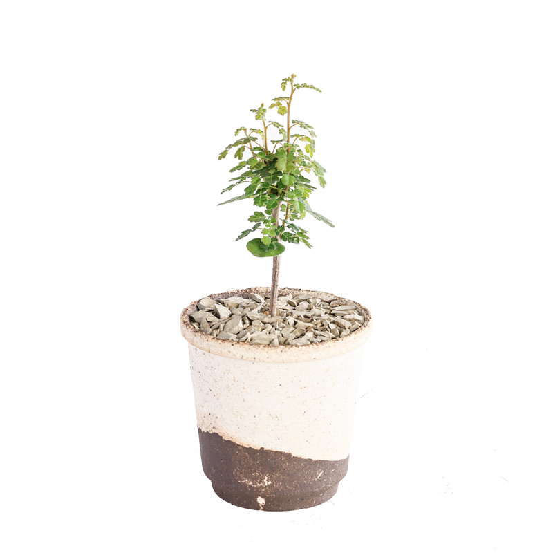 【朴原】泡泡叶橄榄 Commiphora planifrons 珍奇块根盆景绿植