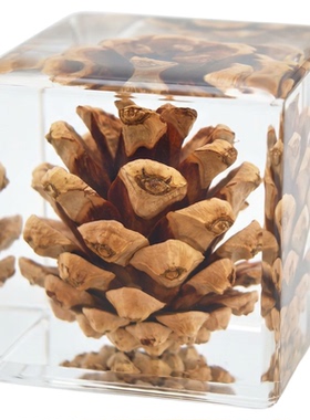 植物果实种子标本亚克力树脂摆件