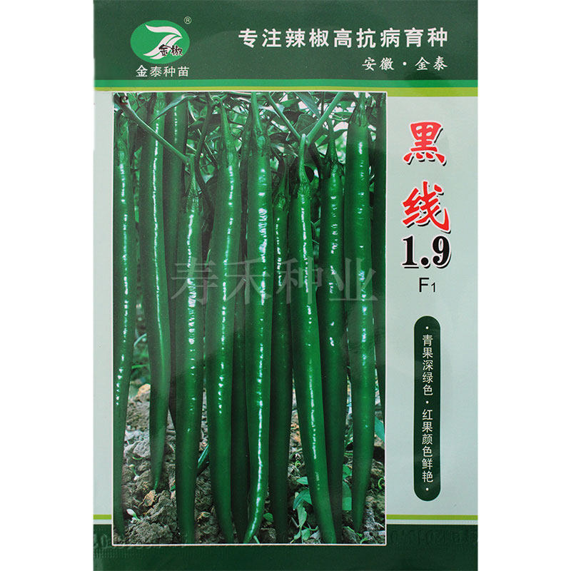 黑线1.6/19线椒种子 中早熟高产硬果超辣辣椒种籽 超辣籽种孑