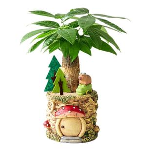 发财树小盆栽办公室绿植富贵竹室内桌面客厅植物绿植幼儿园礼物