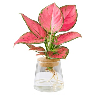 水培植物春羽绿萝紫露兰摆件办公室内桌面小绿植盆栽好养净化空气